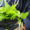 Nettle benefits in beauty and health
