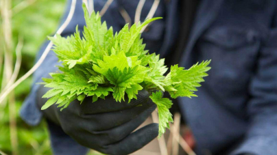 Nettle benefits