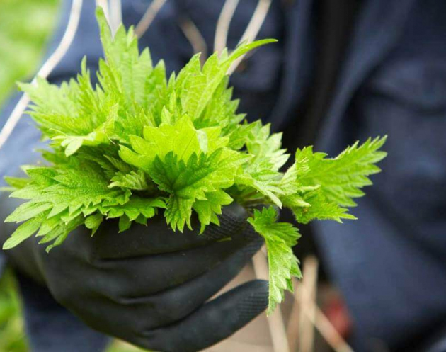 Nettle benefits